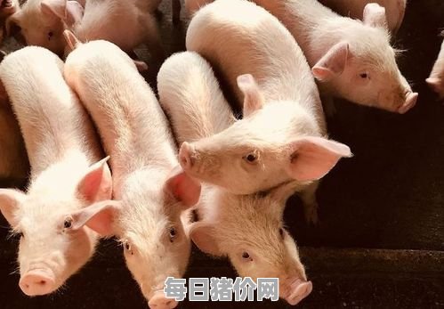 2024-02-3今日猪价，河北省最新猪价，河北省生猪价格行情图表（单位：元/斤）