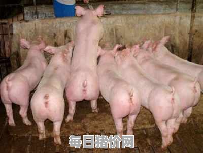 今日仔猪价格：2024年2月6日甘肃省仔猪价格走势