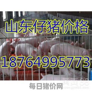 今日仔猪价格：2024年2月6日湖北省仔猪价格今日猪价