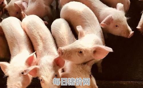 2024-02-20今日猪价，河北省最新猪价，河北省生猪价格行情图表（单位：元/斤）