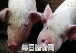 2024-02-23今日猪价，宁夏最新猪价，宁夏生猪价格行情图表（单位：元/斤）