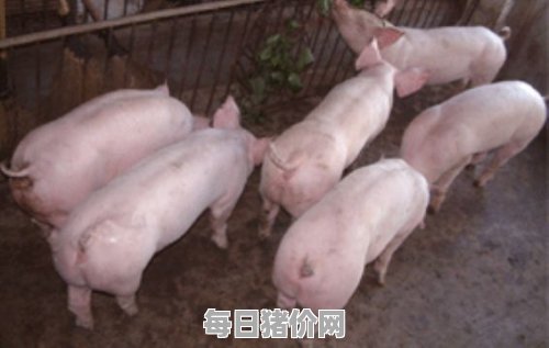 今日仔猪价格：2024年2月23日河南省今日仔猪价格表