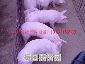 今日仔猪价格：2024年2月29日陕西省最新仔猪价格
