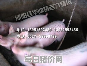 今日仔猪价格：2024年3月2日吉林省仔猪现在价格