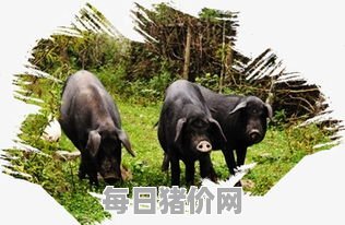 中国传统黑猪（中国传统黑猪图片）
