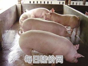 广东猪价格网今日猪价（广东猪价格今日猪价表）