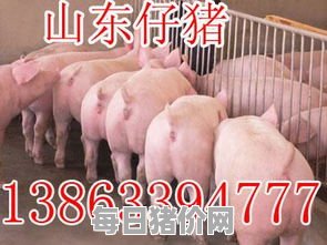 今日仔猪价格：2024年3月16日山东省最新仔猪价格