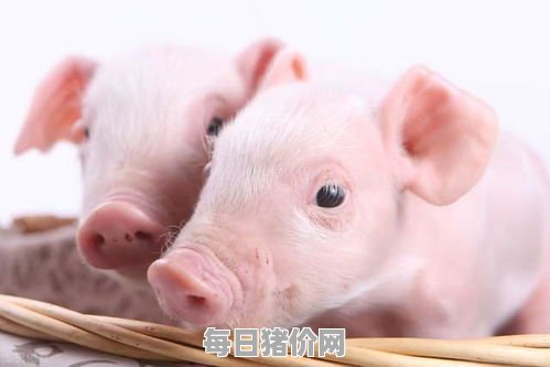 2024-03-28今日猪价，北京市最新猪价，北京市生猪价格行情图表（单位：元/斤）