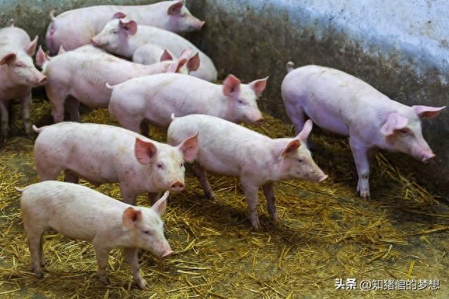 猪场实现保本价6.5元/斤第一步：提高PSY，确保高产仔数和成活率