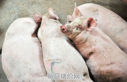2024-04-19今日猪价，湖南省最新猪价，湖南省生猪价格行情图表（单位：元/斤）