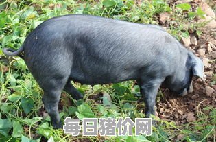 北京黑猪能长多大（北京黑猪长的快吗）