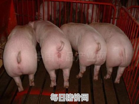 今日仔猪价格：2024年4月25日湖北省今日仔猪价格表