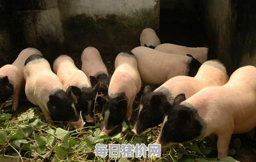 养殖香猪50头的利润,现在养猪了50头一年有多少利润-