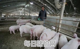 生猪养殖生产情况,河南生猪生产现状及市场前景