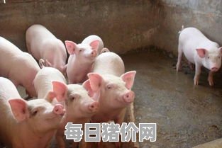 猪养殖（猪养殖周期多长时间）