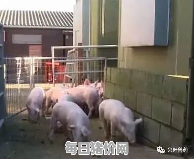 养猪技术视频大全视频（养猪技术视频教程）