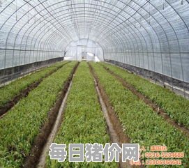 大棚农业设施,建一亩地温室大棚多钱 基本农田可以建蔬菜大棚吗
