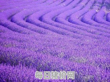 薰衣草种植基地,世界三大薰衣草种植基地 中国最大的薰衣草种植基地