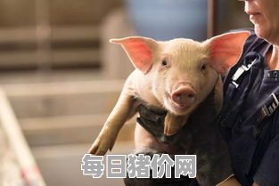 今日仔猪价格：2024年5月1日陕西省仔猪价格