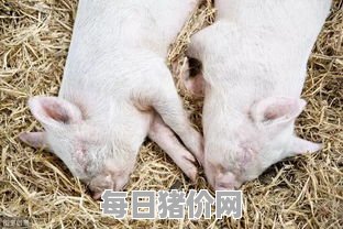 农村散户养猪政策2021新政策（农村散户养殖政策）