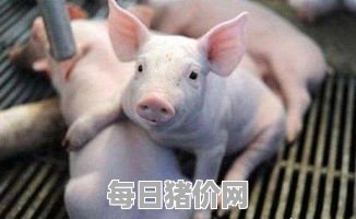今日仔猪价格：2024年5月5日河北省仔猪价格行情走势