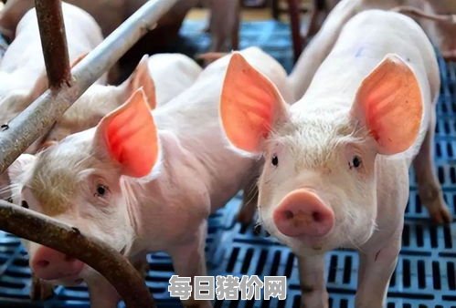 今日仔猪价格：2024年5月5日广西最新仔猪价格