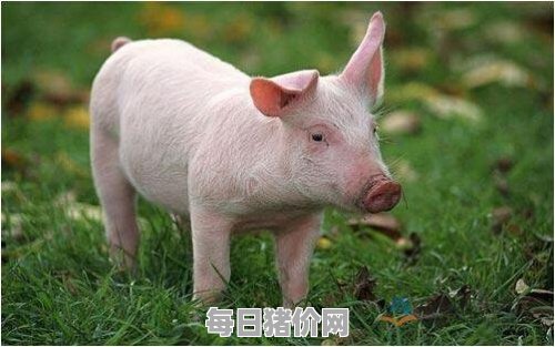 仔猪多少钱一只（3040斤小猪价格表）