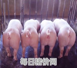 纯种二元母猪哪里有,关于一些猪的问题,请识猪高手赐教