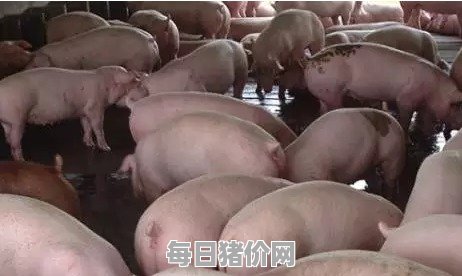 养猪不赚钱为啥还有人养,养猪行业风险高,为什么还有很多农民前赴后继?