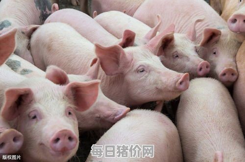 中国养猪网官网今日猪价,中国养猪网都有哪些?猪养殖技术