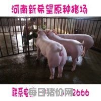 25公斤重的二元母猪多少钱（25公斤重的二元母猪多少钱一斤）