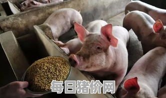 2022年猪价格能涨吗（2021年猪价能涨吗）