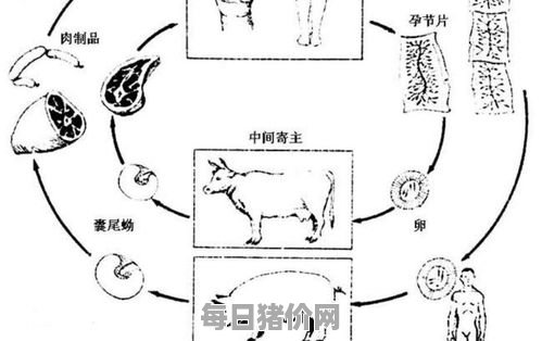 牛带绦虫,猪带绦虫和牛带绦虫的主要区别